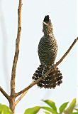 Barred Antshrike